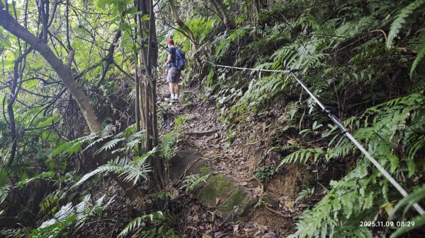 20251109 士林站到大湖站(福山宮_腰繞_燕溪古道_翠山步道_龍船岩_大溝溪)2932329