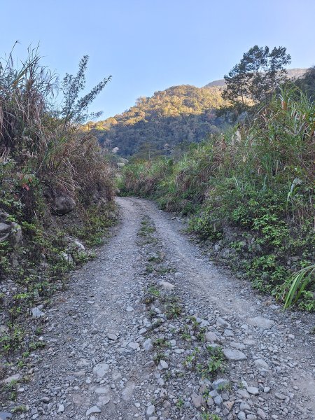神木村千年樟木202512112959512