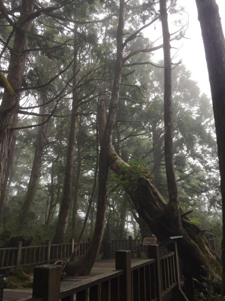 太平山檜木原始林步道225823