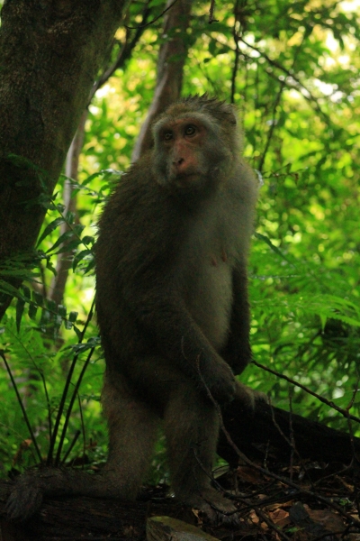 棲蘭森林驚見彌猴 2016091579087