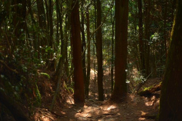 馬崙山步道2085820