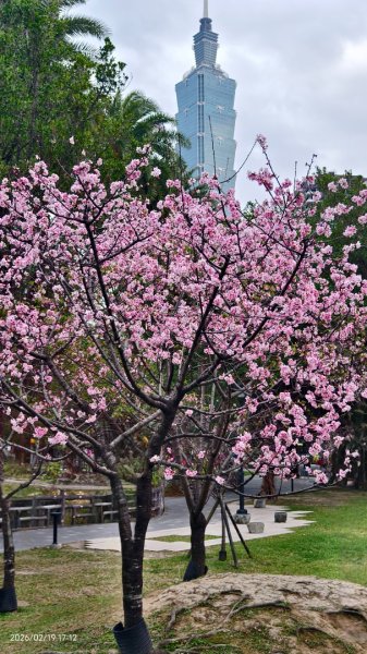 #虎山  #101大樓  #國父紀念館 #河津櫻 #中正紀念堂 2/193002692