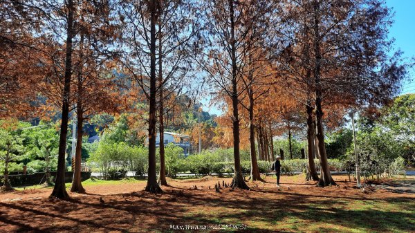 《台中》落雨松季｜石岡挑物古道O繞下情人木橋202501122687593