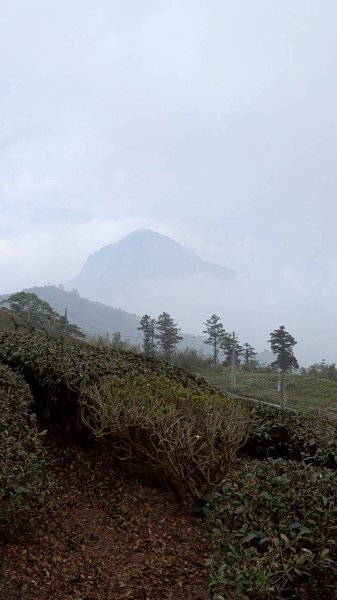 雲嘉五連峰 (大尖山、二尖山、馬鞍山、梨子腳山、太平山)2991080