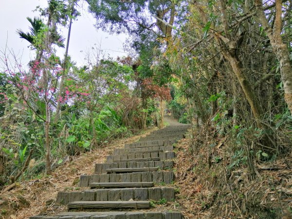 【台中。太平】咬人狗坑生態景觀步道。編號43小百岳三汀山