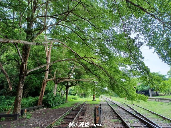 【台中后里】蓊鬱林間。 后里泰安登山步道1728737