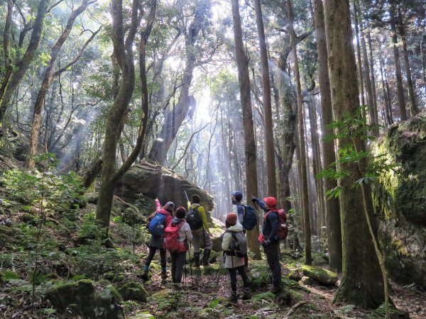 加里山 - 大坪登山口 杜鵑嶺上 二坪下1280210