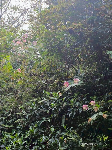 岩壁上的花、艷紅鹿子百合（22869795