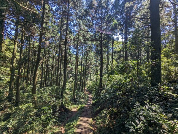 頂山石梯嶺步道2282549