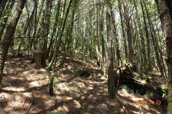 南投 仁愛 武法奈尾山2133726