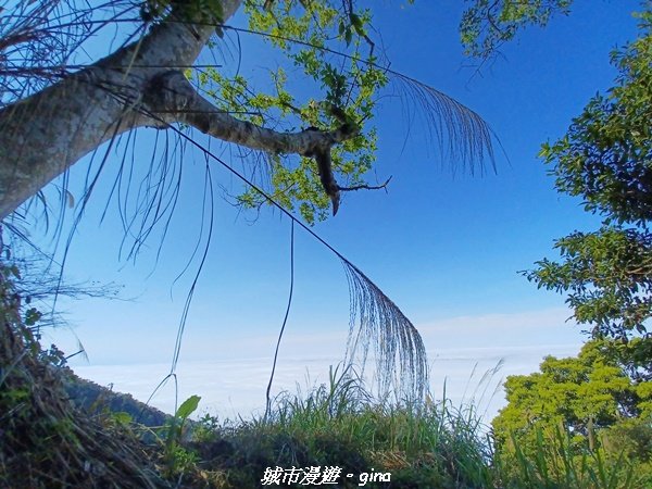 【台南。 楠西】滿滿的雲海太驚豔。 小百岳集起來。 編號67小百岳~竹子尖山步道1605932