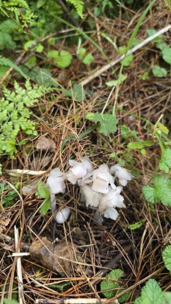 天使的眼淚嘉明湖，美呆了嘉明湖國家步道，一生難忘的美景，台灣第二高的高山湖泊，三天二夜嘉明湖2841335