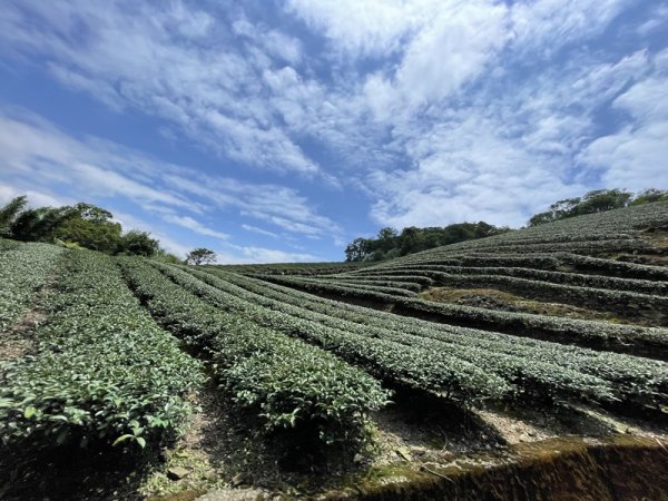 司公髻尾山2802992