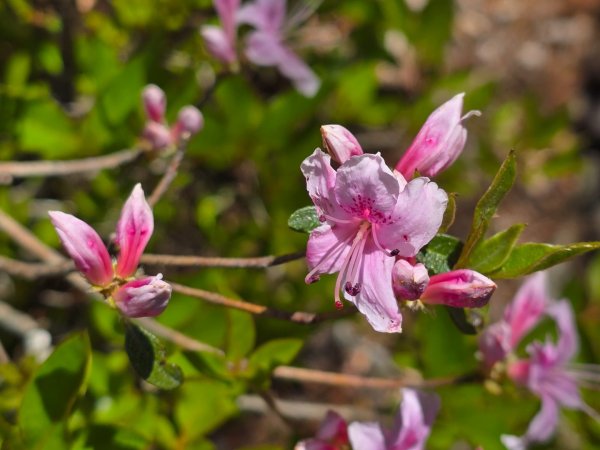 鳶嘴山杜鵑盛開2770223