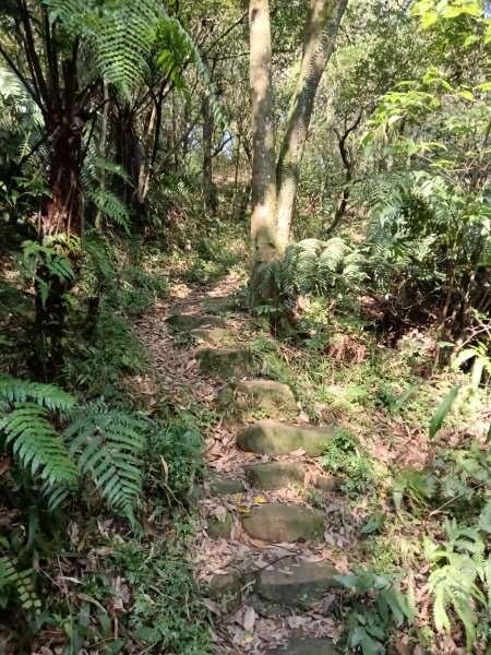 崩山坑古道+東柑腳山+後寮仔嶺+後寮子古道+後寮仔保甲路O型2750936