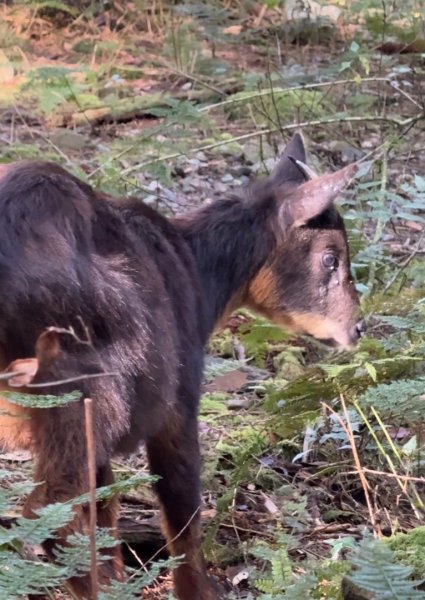 鳶嘴稍來步道賞楓季 ，大雪山門票優惠到12/31！2969594