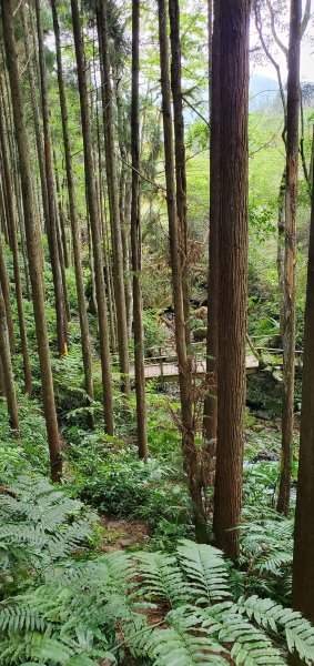 2023-03-18向天湖山步道2076676