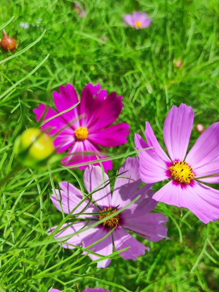 2025台北大縱走二刷2818074