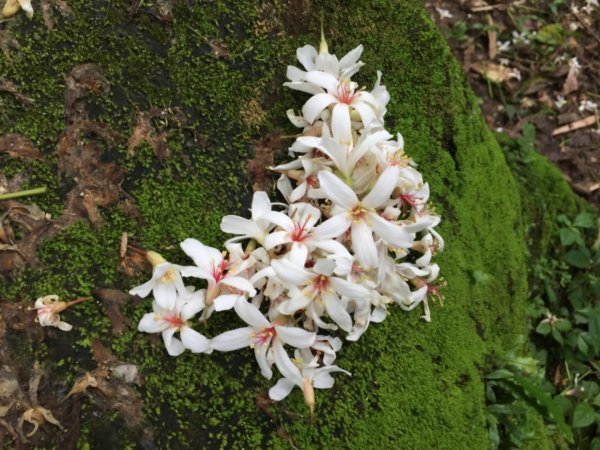 2019土城桐花第二回579795