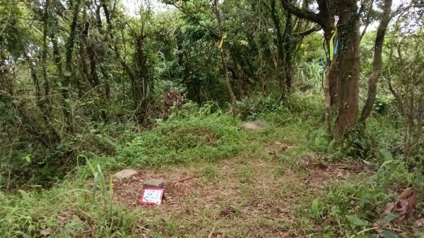 石門區北海道場-九芎林西北峰-九芎林山-土地公嶺古道O型3119054