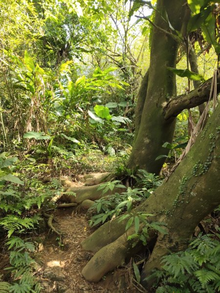 微笑山線：【天上山系】烘爐地土地公段：南勢角山2959348