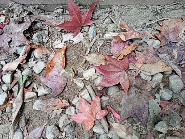 四訪苗栗的花果山-小百岳#037馬那邦山、雪霸國家公園管理處【小百岳集起來、苗栗-臺灣百大必訪步道】2394330