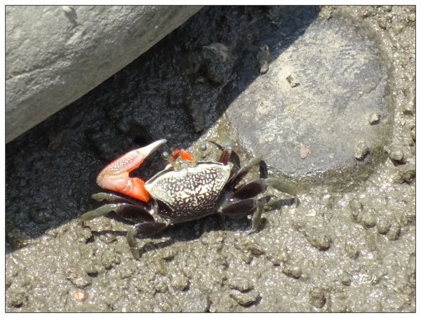 新豐紅樹林木棧步道2707058