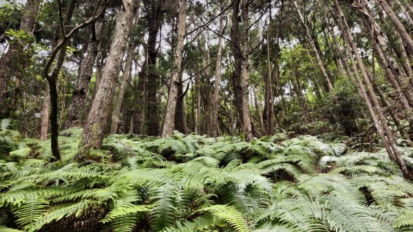 【谷關七雄】新山馬崙 - 松香裡的時光迴廊：聽山林講述歲月的故事3094015