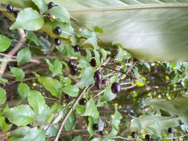 微笑山⛰️線-大棟-二格山-五分山-天上山-鳶山💎12條步道完成💙2837221
