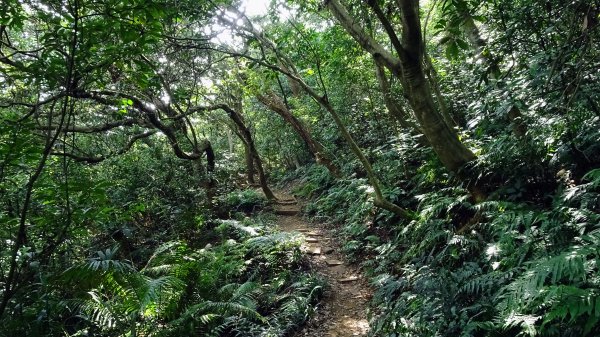 頂福巖森林步道(林口森林步道)2283321
