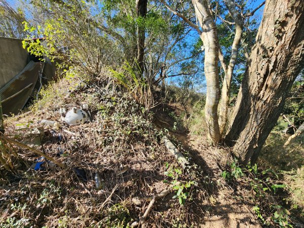 20250114石井山、榴子坑山、後脊山、龍頂山2728599