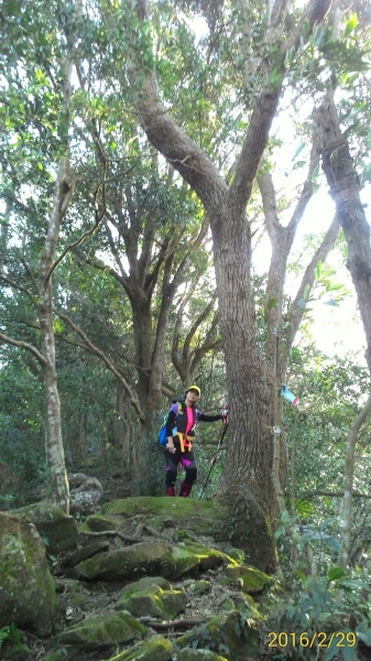 20160229新竹關西蓮苞山,外鳥嘴山31363