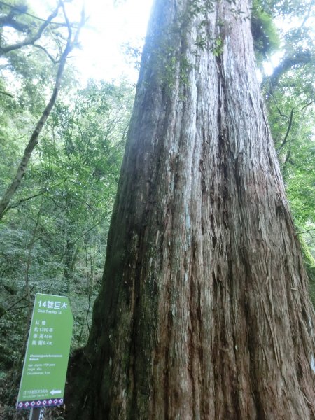 拉拉山神木群．巴陵古道620843