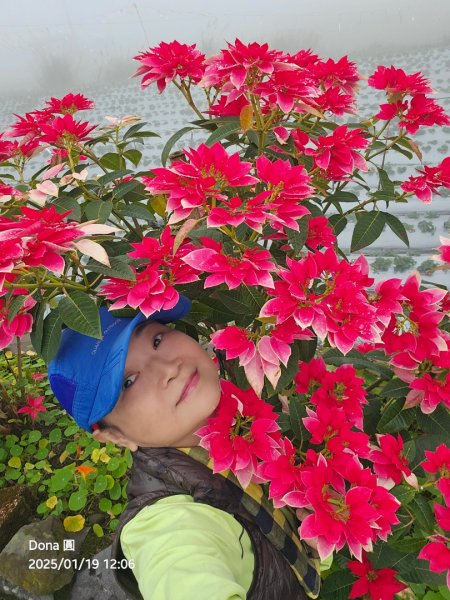 小百岳馬那邦山(H1407m)加碼採草莓2694690