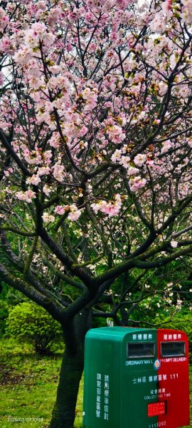 陽明山趴趴走 - 賞櫻花 3/72729269