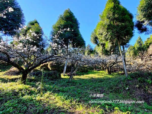 【苗栗】馬那邦山步道~ 聖稜線我終於見到你了1641951