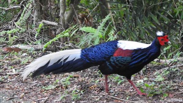 雲山水花鳥蝶-天龍國阿伯的日常6/22801952