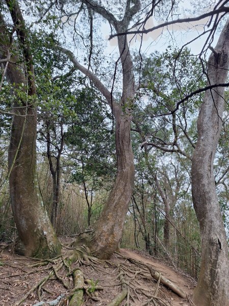 文林古道(鄧雨賢公園起登)202401222696176