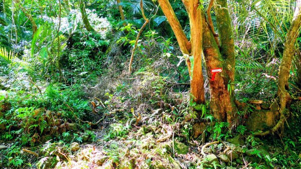 崩山坑越嶺內盤山2913777