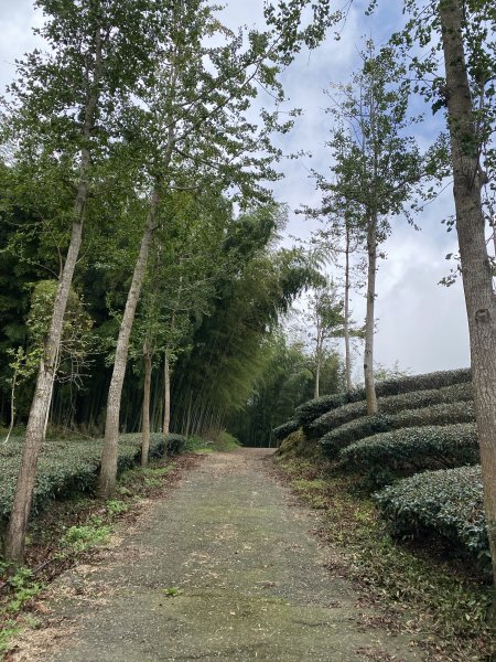 溪頭山竹崙山志騰山3061590