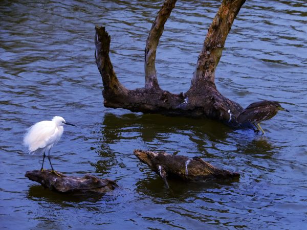 白鷺鷥山與大湖公園落羽松步道235790