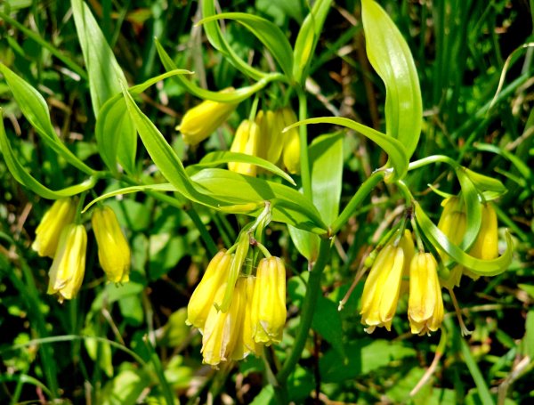 2026年臺北大縱走第二段：二子坪至小油坑3029489