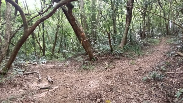 三芝區竿尾崙古道-竿尾崙-清涼崙-大屯溪古道O型3095654