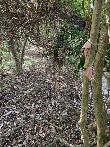 20250315屏東頭崙山-頭崙山西北峰2737228