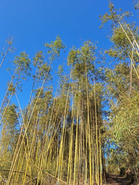 泰安麻必浩林道南坑山O型202502282724658