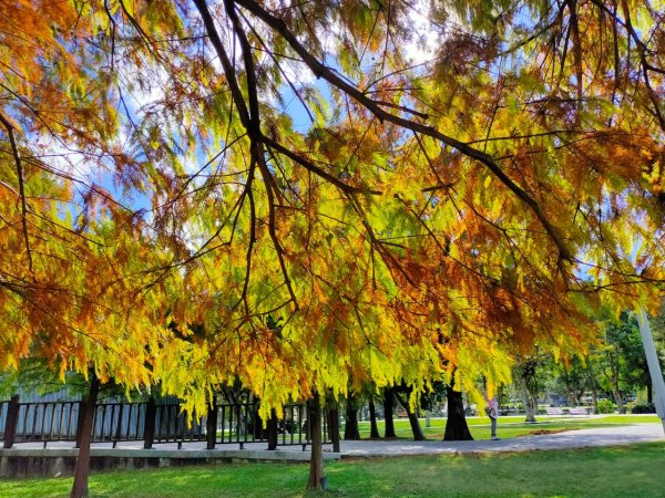 ［大湖公園落羽松］+［大溝溪花海］+［圓覺瀑布］2392829