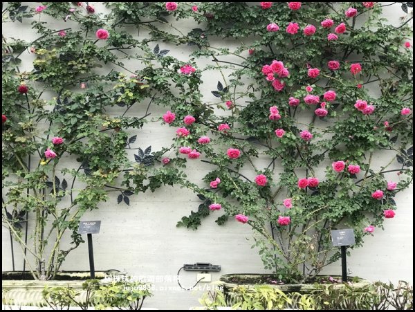 雅聞七里香玫瑰森林玫瑰季。浪漫歐式庭園930367