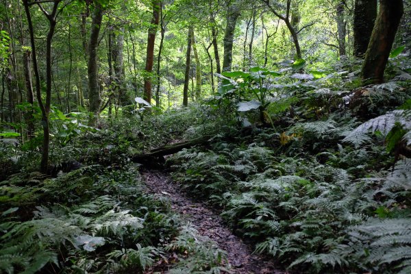 新竹尖石鄉 煤源社區上李棟山、大混山出凌空廊道2550507