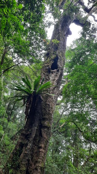 《新竹》斷崖神木｜北得拉曼步道小P繞202510172917552