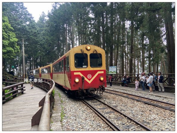 阿里山神木群棧道2771614